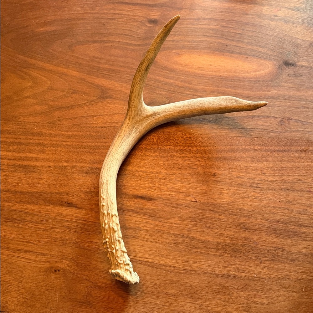 Medium Whitetail Deer Antler Wall Decor